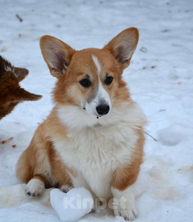 Собаки в Москве: Альмаре Феа Баркарола Девочка, 60 000 руб. - фото 4