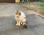 Кошки в Нижнем Новгороде: Добрая ласковая молодая кошка бесплатно  Девочка, Бесплатно - фото 1