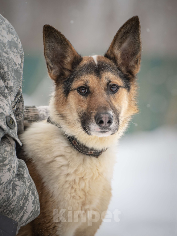 Собаки в Клине: Кокос — добрый и звонкий мальчишка в поисках самого лучшего хозяина Мальчик, Бесплатно - фото 9