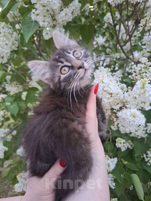 Кошки в Москве: Пушистый котёнок в добрые руки Девочка, Бесплатно - фото 1