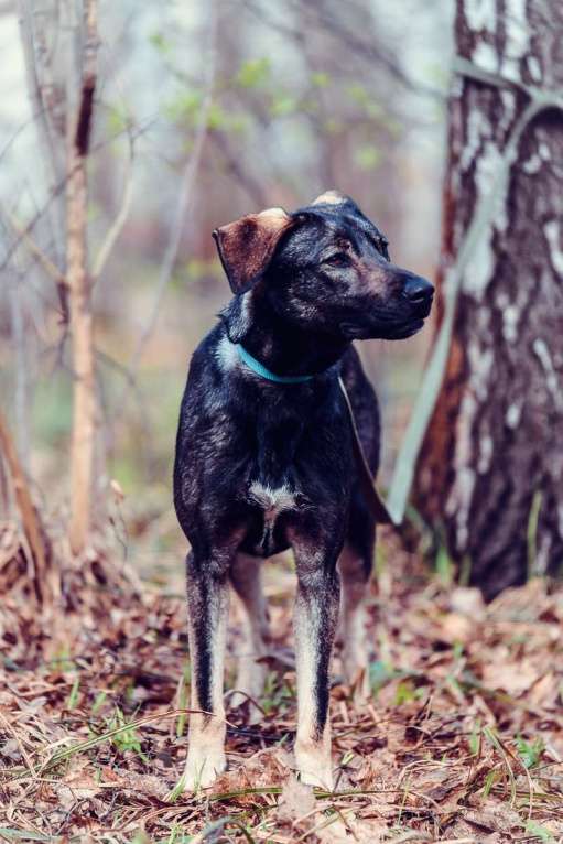 Собаки в Москве: Демера Девочка, Бесплатно - фото 4