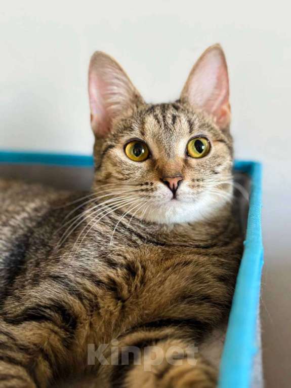 Кошки в Балашихе: Айва Девочка, Бесплатно - фото 3