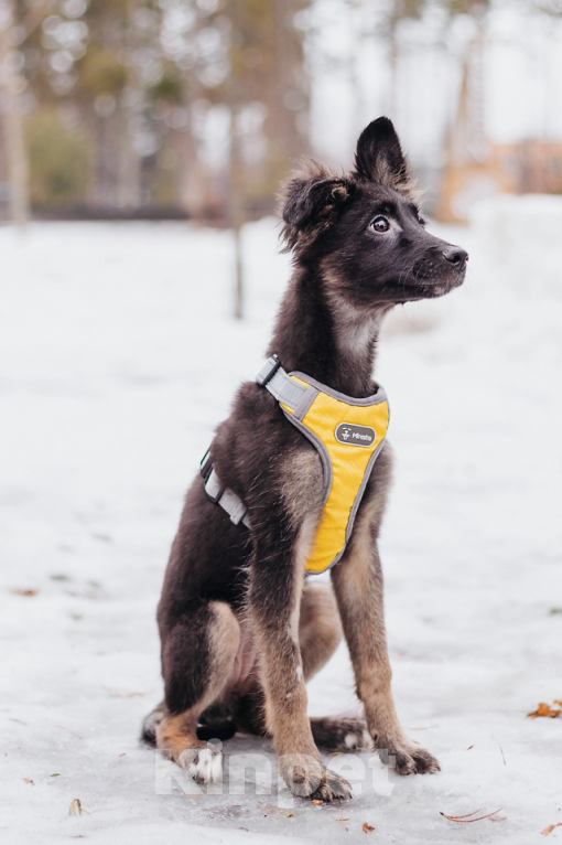 Собаки в Москве: Щенуля Тайлин ищет самый лучший дом! Девочка, Бесплатно - фото 3
