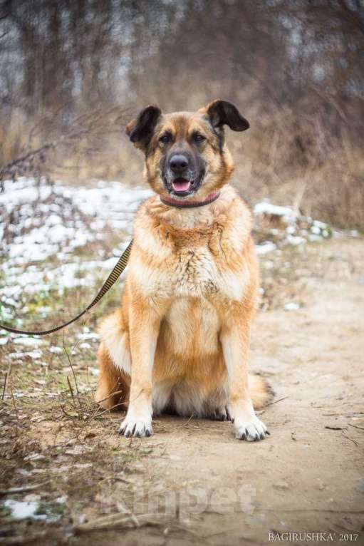 Собаки в Москве: Хлоя Девочка, Бесплатно - фото 2