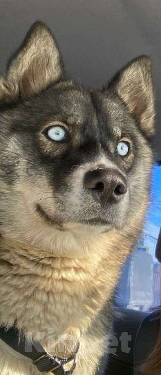 Собаки в Москве: Найдена Хаски девочка Девочка, Бесплатно - фото 4