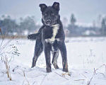 Собаки в Наро-Фоминске: Дениза: щенок, девочка, 4-5 мес. Девочка, Бесплатно - фото 1