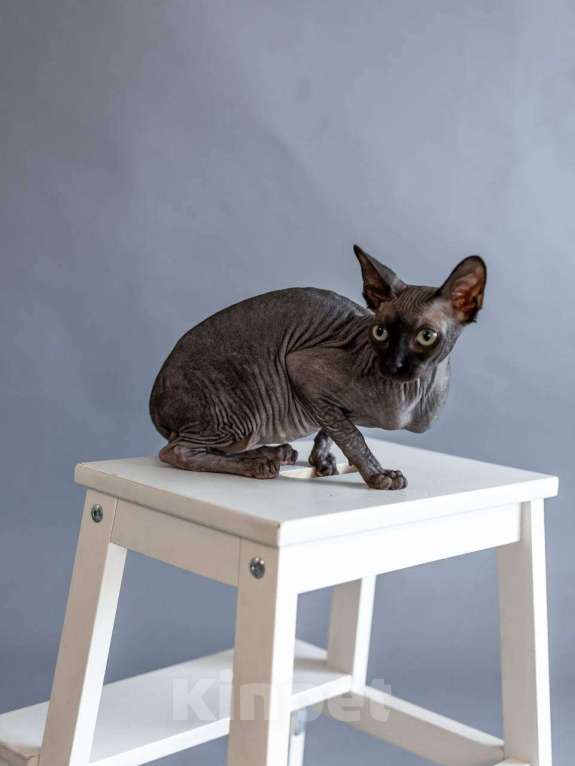 Кошки в Москве: Великолепный канадский сфинкс  Мальчик, 10 000 руб. - фото 2