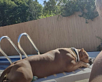 Собаки в Сочи: Американский булли XL вязка Мальчик, Бесплатно - фото 4
