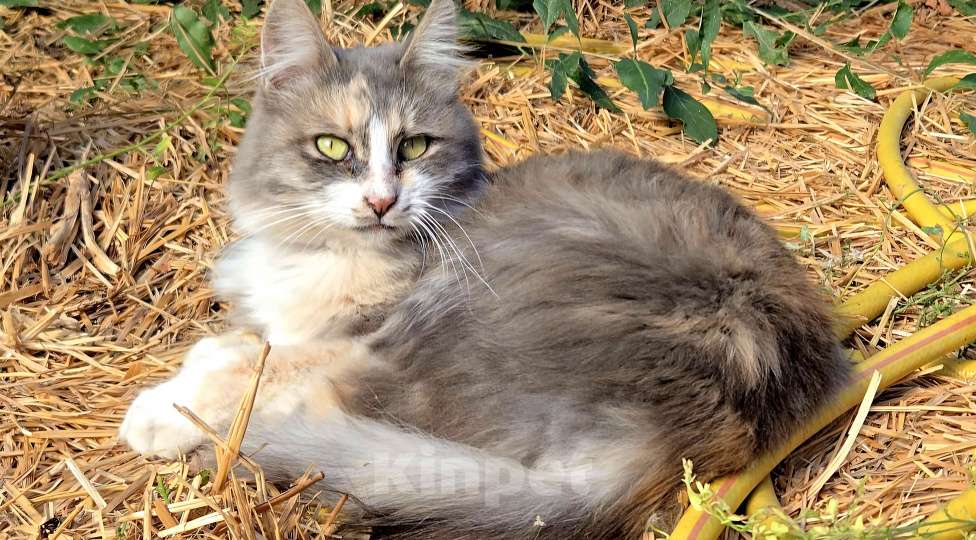 Кошки в Семикаракорске: Метис МЕЙН-КУН и СИБИРСКОЙ  Девочка, Бесплатно - фото 6