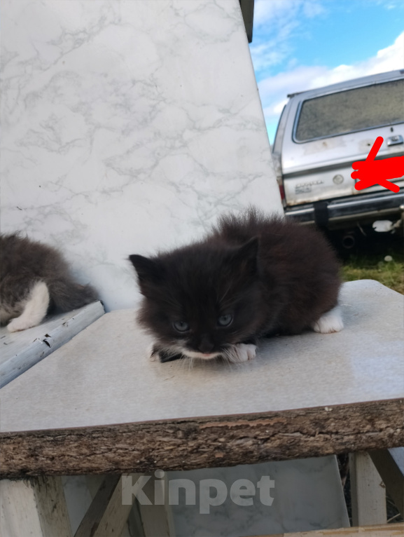 Кошки в Москве: Котята в добрые руки Девочка, Бесплатно - фото 2