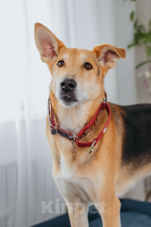 Собаки в Москве: Аристократичный пес ищет семью Мальчик, Бесплатно - фото 1