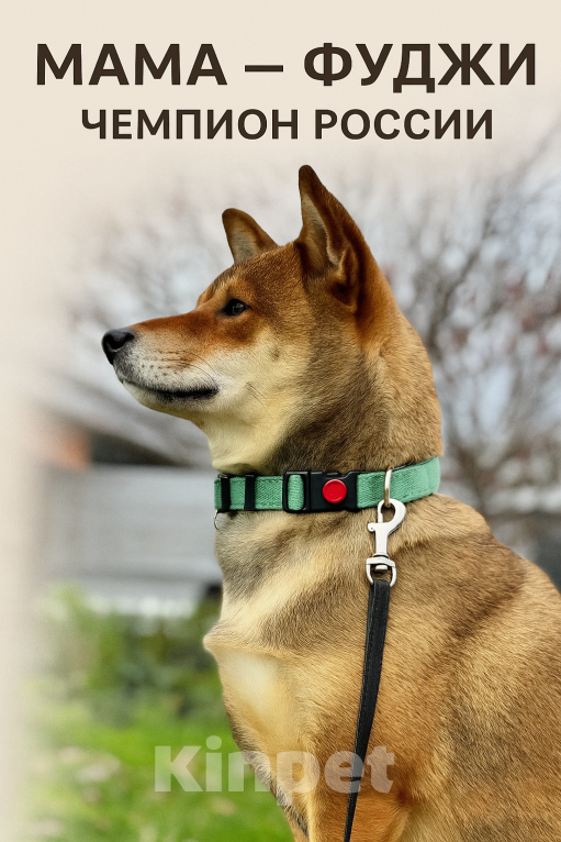 Собаки в Казани: Акира (Akira / 明) — «светлый, ясный» Мальчик, Бесплатно - фото 8