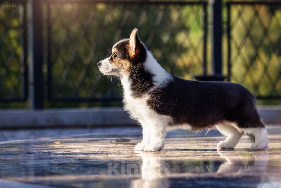Собаки в Рыбинске: Продаю щенка вельш корги пемброк Мальчик, Бесплатно - фото 7