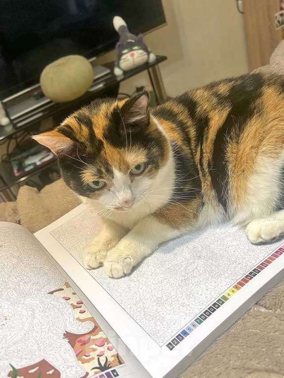 Кошки в Москве: Ямайка ищет дом. Спокойный, надёжный и любящий Девочка, 10 руб. - фото 7