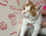 Кошки в Москве: Котик Сёма в добрые руки. Мальчик, 1 руб. - фото 7