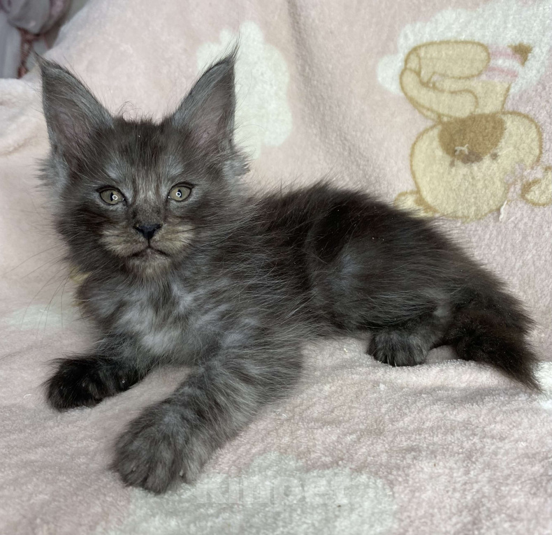 Кошки в Дмитрове: Черный дымчатый мальчик Yaroch Мальчик, 40 000 руб. - фото 1