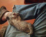 Кошки в Туле: Возьмите котенка Девочка, 1 000 руб. - фото 1