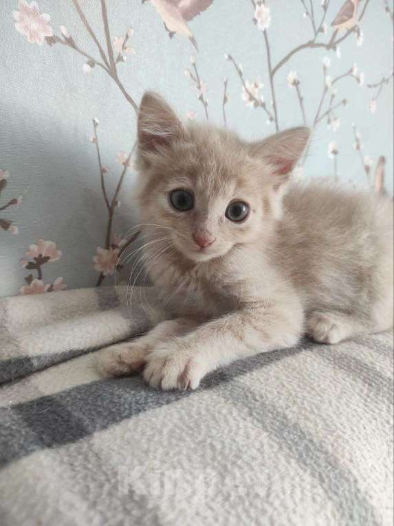 Кошки в Москве: Шпунтик ищет дом!  Мальчик, Бесплатно - фото 5