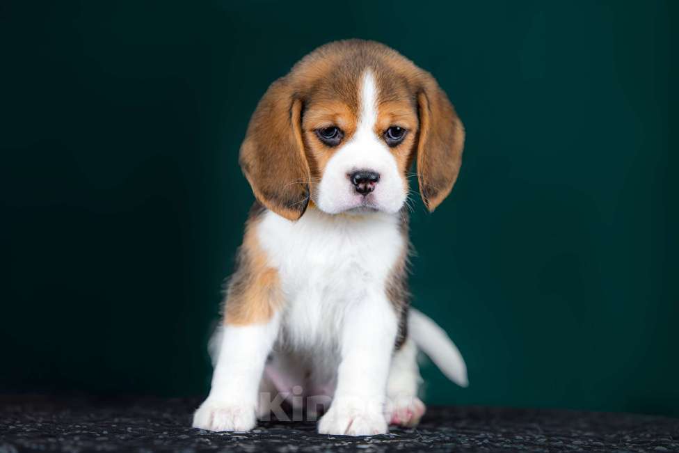 Собаки в Москве: Щенок Бигля питомник РКФ Мальчик, 70 000 руб. - фото 2