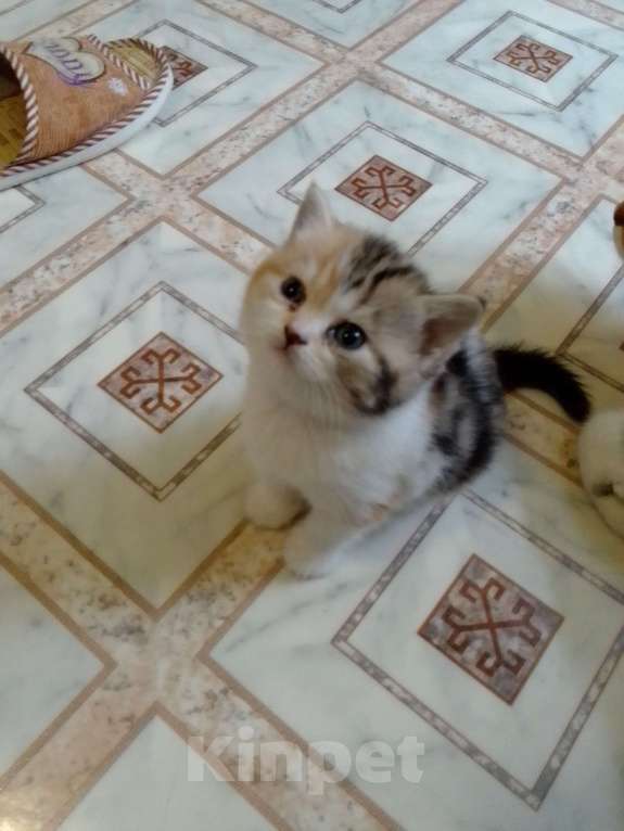 Кошки в Вологде: Продам котят шотландской породы  Девочка, 4 000 руб. - фото 3