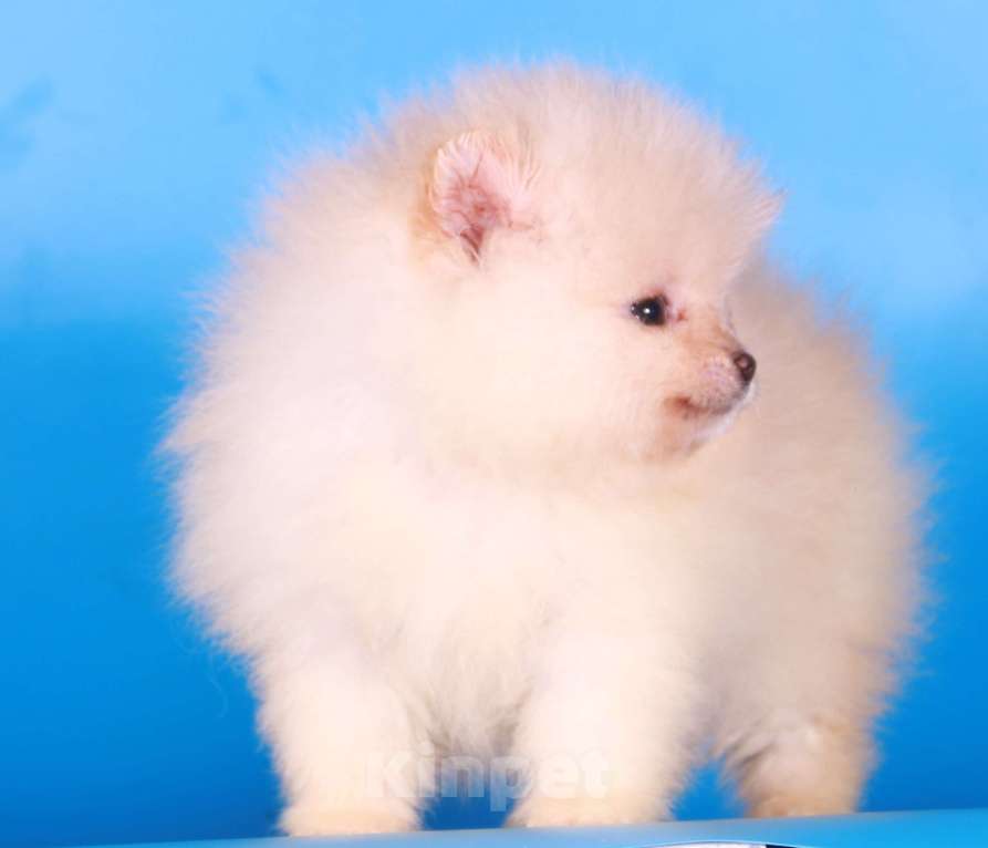 Собаки в Москве: померанский шпиц девочка супер мини Девочка, 50 000 руб. - фото 2