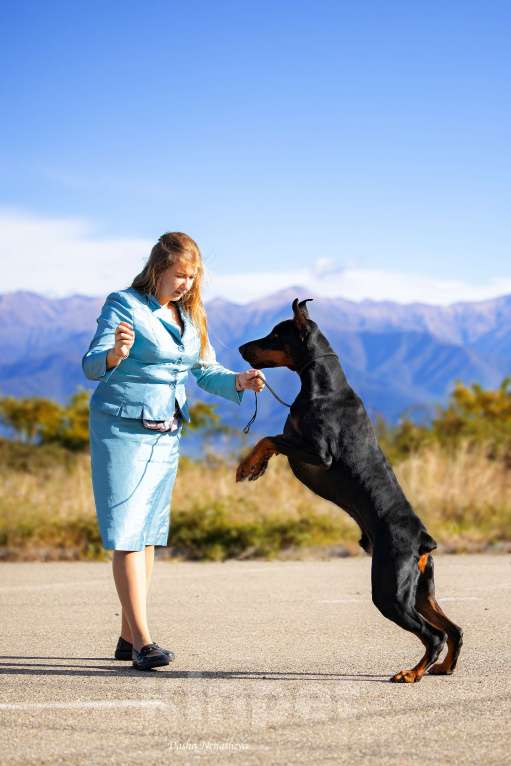Собаки в Ейске: Добермвн вязка Мальчик, 30 000 руб. - фото 2
