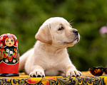Собаки в Москве: Палевый щенок Лабрадора от родителей Чемпионов Девочка, Бесплатно - фото 3