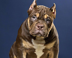 Собаки в Санкт-Петербурге: Щенок Американский булли покет Мальчик, 180 000 руб. - фото 1