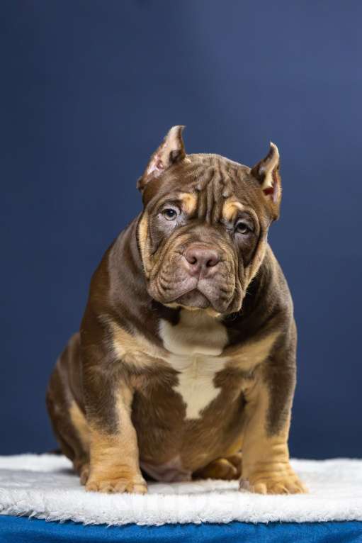 Собаки в Санкт-Петербурге: Щенок Американский булли покет Мальчик, 180 000 руб. - фото 1