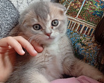 Кошки в Химках: Шотландский вислоухий мальчик, 2 месяца Мальчик, 15 000 руб. - фото 6
