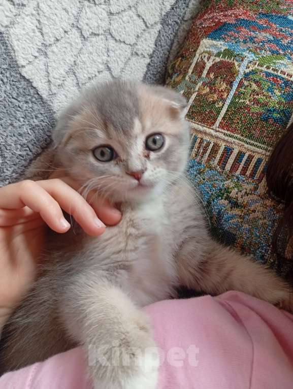 Кошки в Химках: Шотландский вислоухий мальчик, 2 месяца Мальчик, 15 000 руб. - фото 6