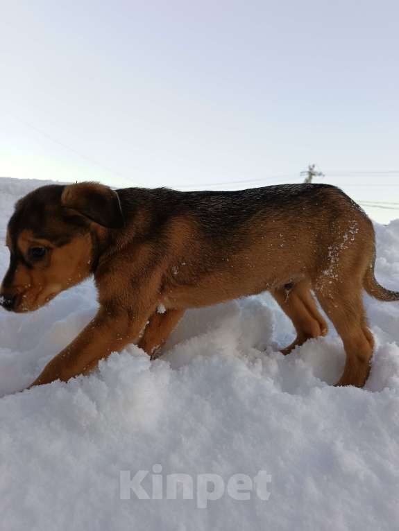 Собаки в других городах Ленинградской области: Трехцветный язык Мальчик, Бесплатно - фото 5