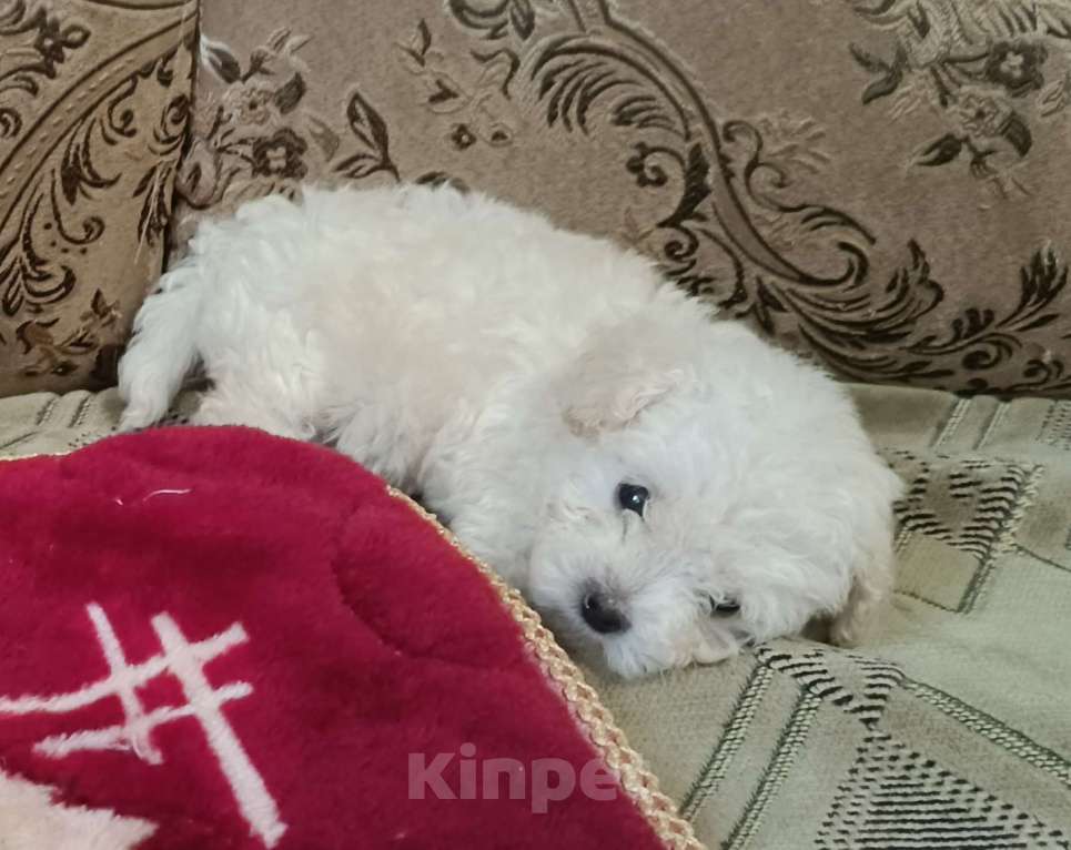 Собаки в Кореновске: Той-пудель Девочка, 40 000 руб. - фото 3