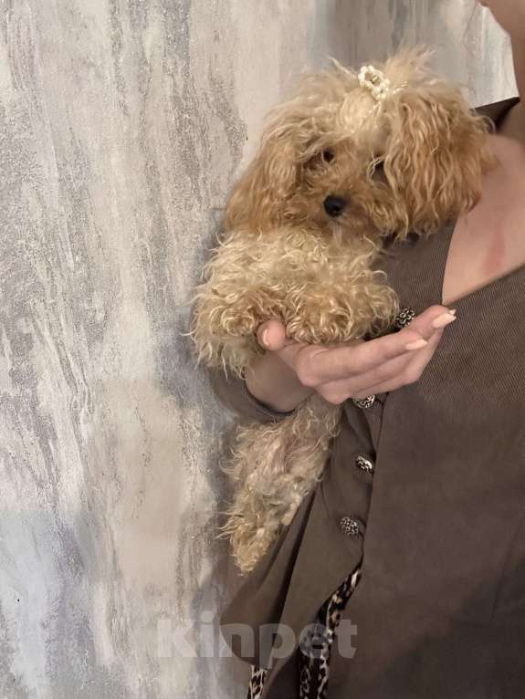 Собаки в Москве: Микро взрослая Девочка, 300 000 руб. - фото 2