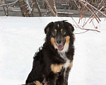 Собаки в Москве: Интеллигент и романтик Фауст ждет семью, 1 год.  Мальчик, Бесплатно - фото 7