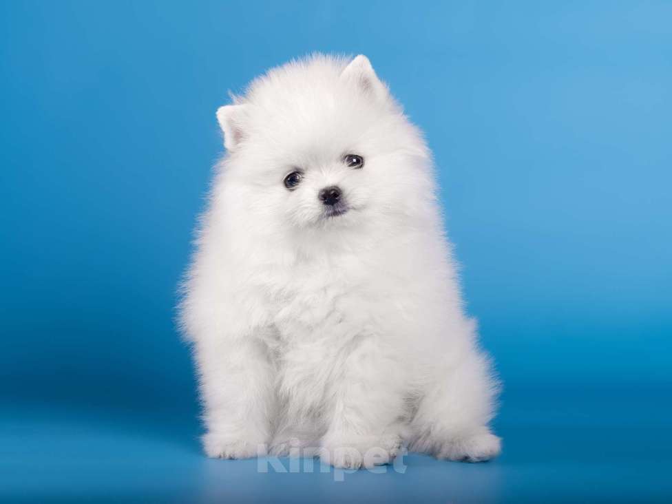 Собаки в Москве: Белая девочка шпиц Девочка, 80 000 руб. - фото 7