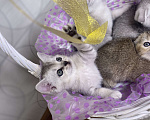 Кошки в Красногорске: Шотландские котята , 15 000 руб. - фото 1