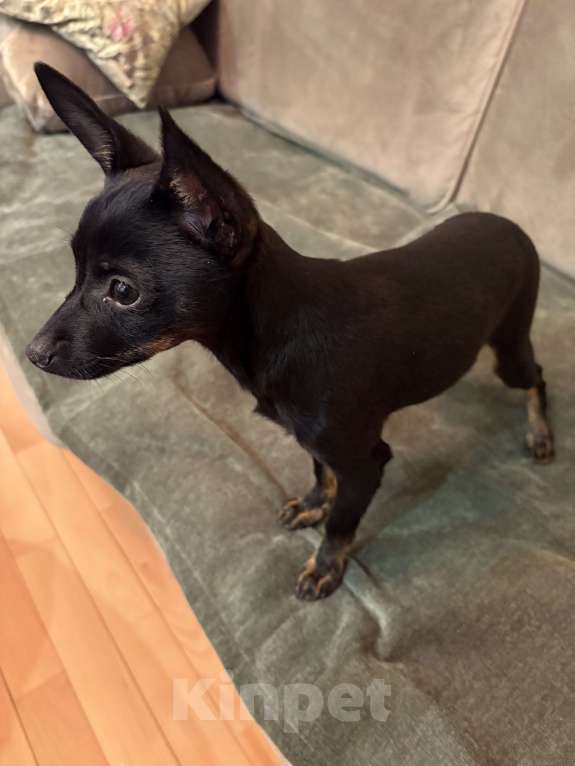 Собаки в Геленджике: Отдадим в добрые руки Мальчик, Бесплатно - фото 1