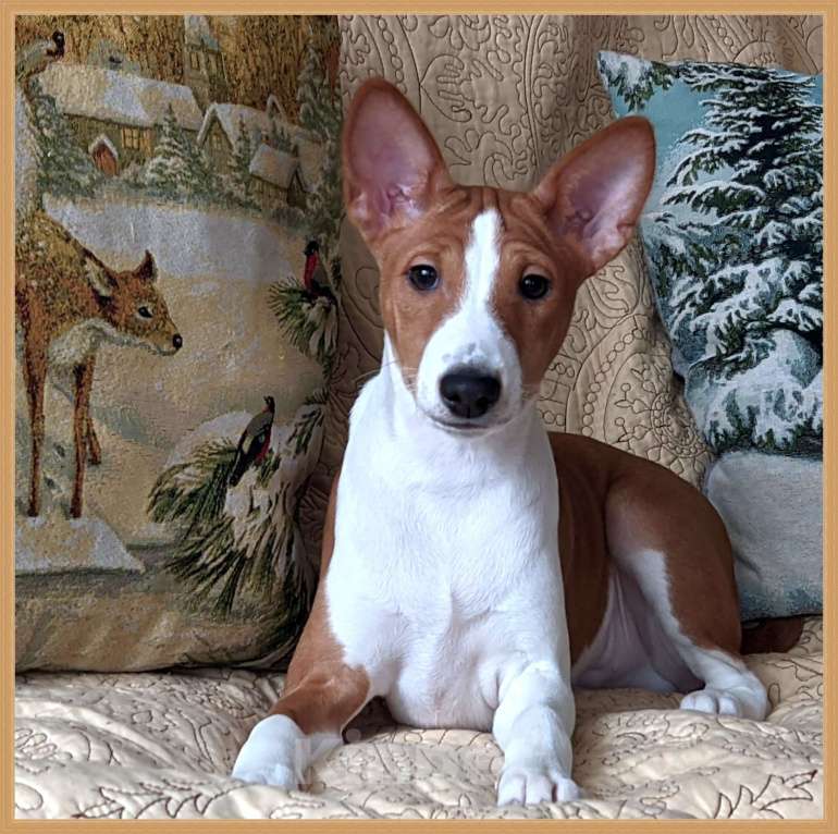 Собаки в Санкт-Петербурге: Щенки басенджи выращенные с любовью Мальчик, 50 000 руб. - фото 4