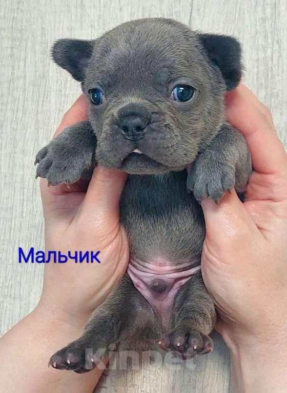 Собаки в Санкт-Петербурге: Щенки Французского бульдога Разнополые, 50 руб. - фото 5