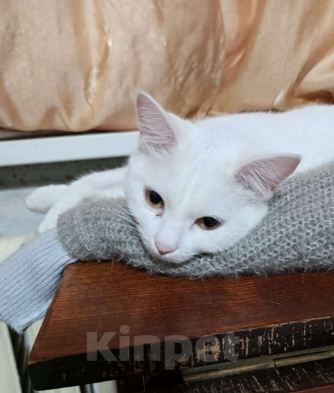 Кошки в Чите: Отдам милую кошечку Девочка, Бесплатно - фото 2