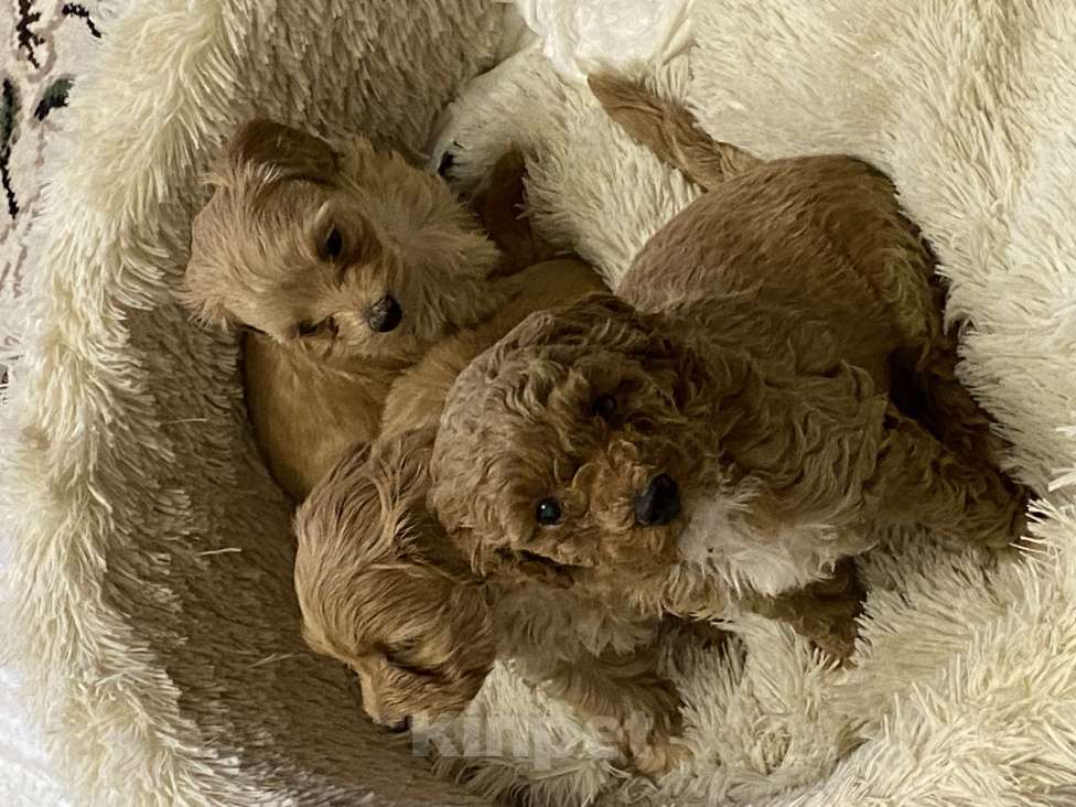 Собаки в Оленегорске: Продажа Девочка, 60 000 руб. - фото 2