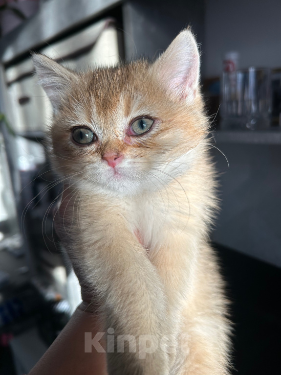 Кошки в Москве: Котенок Девочка, 5 000 руб. - фото 7