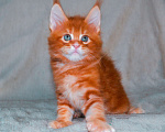 Кошки в Москве: Котенок мейн кун кот Мальчик, 45 000 руб. - фото 7