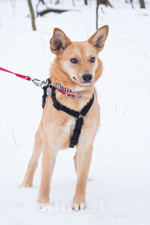 Собаки в Москве: Ее назвали некрасивой Девочка, Бесплатно - фото 2