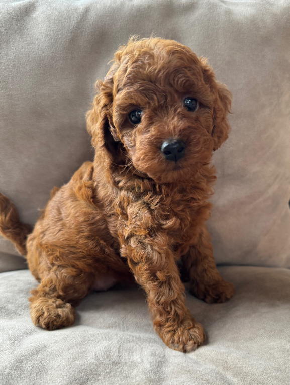 Собаки в Новосибирске: Той-пудель Red Brown Разнополые, 85 000 руб. - фото 2