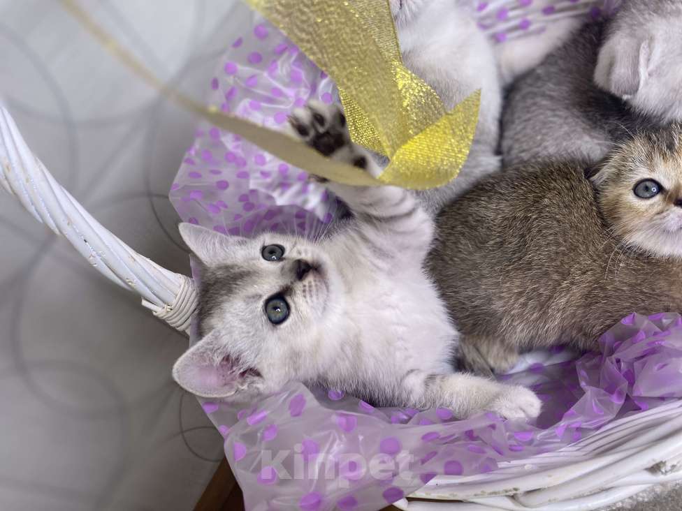 Кошки в Красногорске: Шотландские котята , 15 000 руб. - фото 1