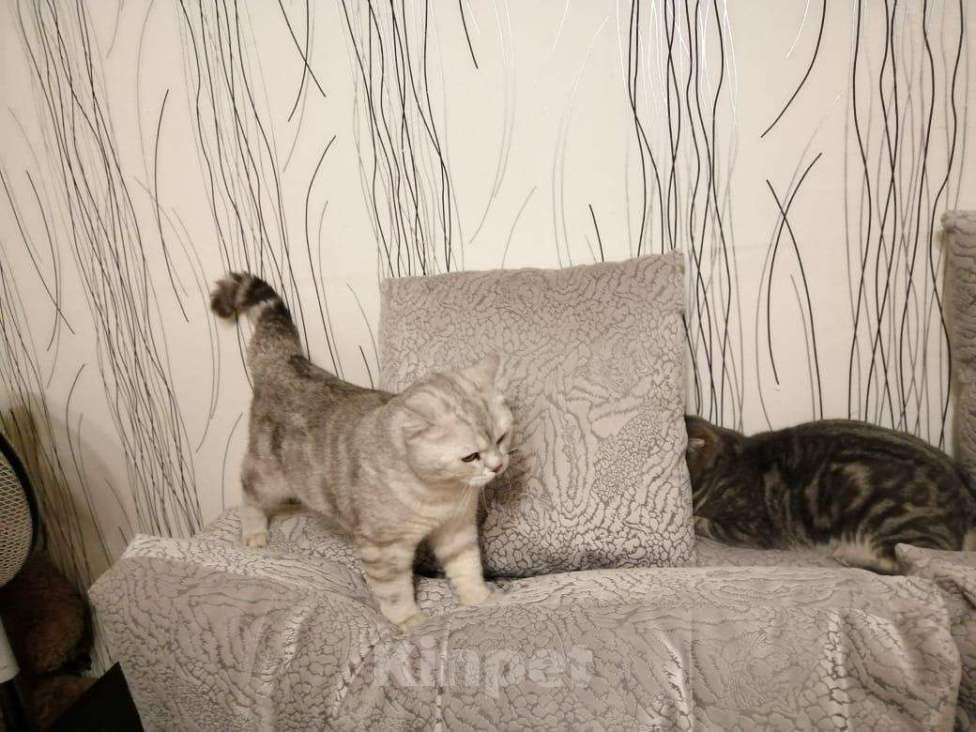Кошки в Иваново: Кот на вязку, 1 500 руб. - фото 1