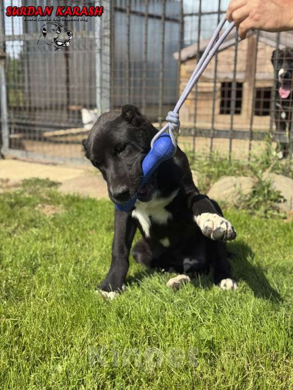 Собаки в Твери: Щенок алабая (мальчик) Мальчик, 100 000 руб. - фото 7