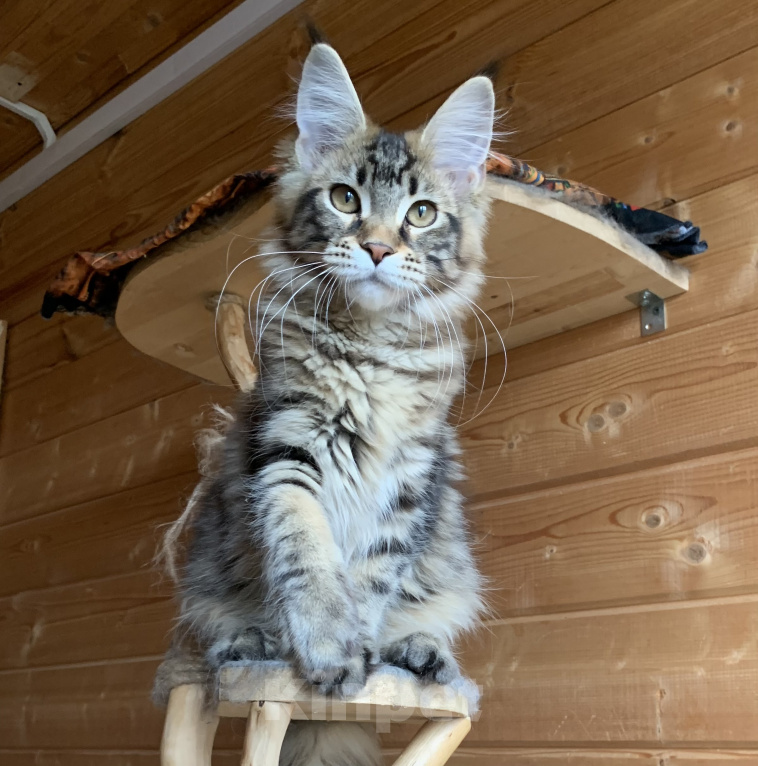 Кошки в других городах Ленинградской области: Котята мейн кун из питомника Nord-Westland Мальчик, 50 000 руб. - фото 1